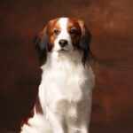 A photo of a Nederlandse Kooikerhondje sitting.