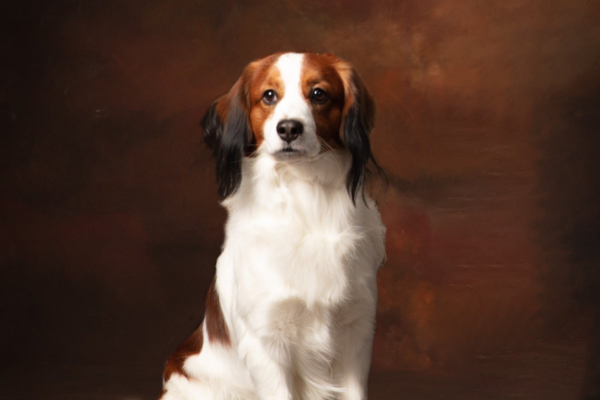 A photo of a Nederlandse Kooikerhondje sitting.