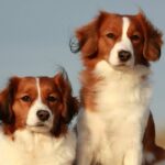 A photo of two Nederlandse Kooikerhondje sitting.