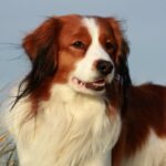 A photo of a Nederlandse Kooikerhondje standing tall.