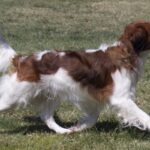 A photo of a Nederlandse Kooikerhondje walking in grass.
