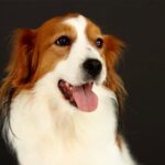 A close-up photo of a Nederlandse Kooikerhondje's head.