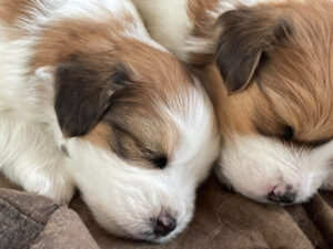 Nederlandse Kooikerhondjes van den Iserman Hoeve puppies