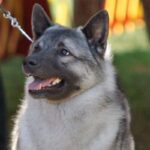 A close-up photo of a Norvegian Elkhound on a leash.