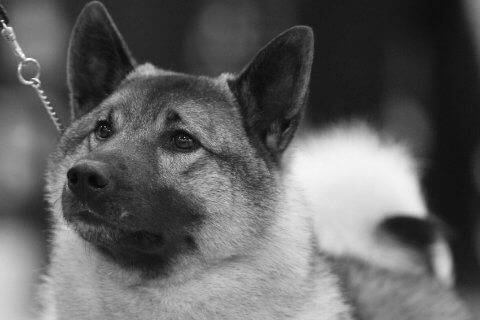 Find a Breeder or Rescue