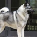 A photo of a Norwegian Elkhound standing sideways.