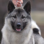 A close-up photo of a Norvegian Elkhound standing tall.