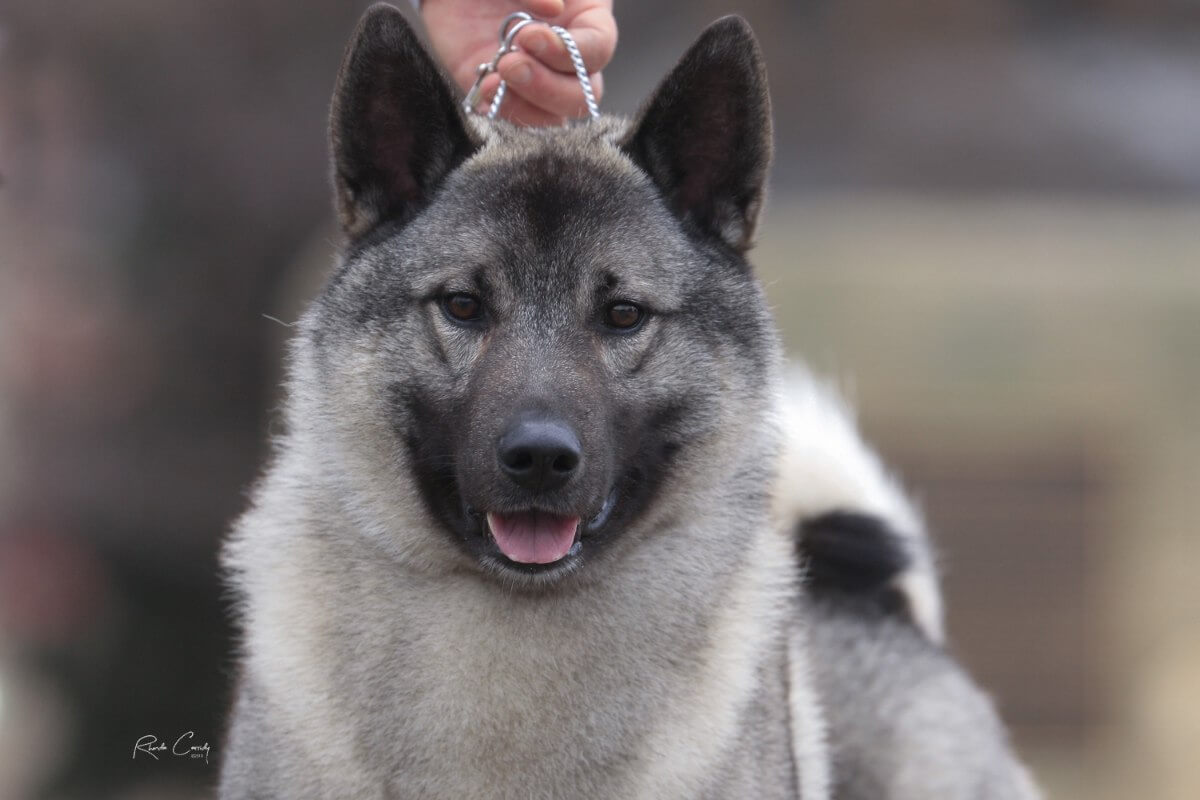 A close-up photo of a Norvegian Elkhound standing tall.