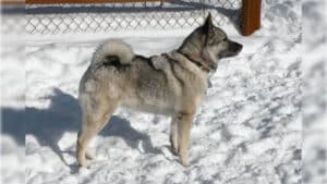 Veteran Norwegian Elkhound bitch in snow
