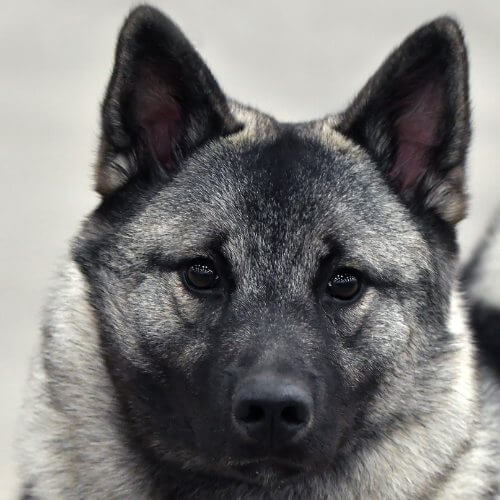 A close-up photo of a Norwegian Elkhound's head.