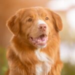 A close-up photo of a Nova Scotia Duck Tolling Retriever.