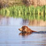 A photo of a Nova Scotia Duck Tolling Retriever swimming in a lake.