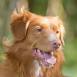 A close-up photo of a Nova Scotia Duck Tolling Retriever's head.