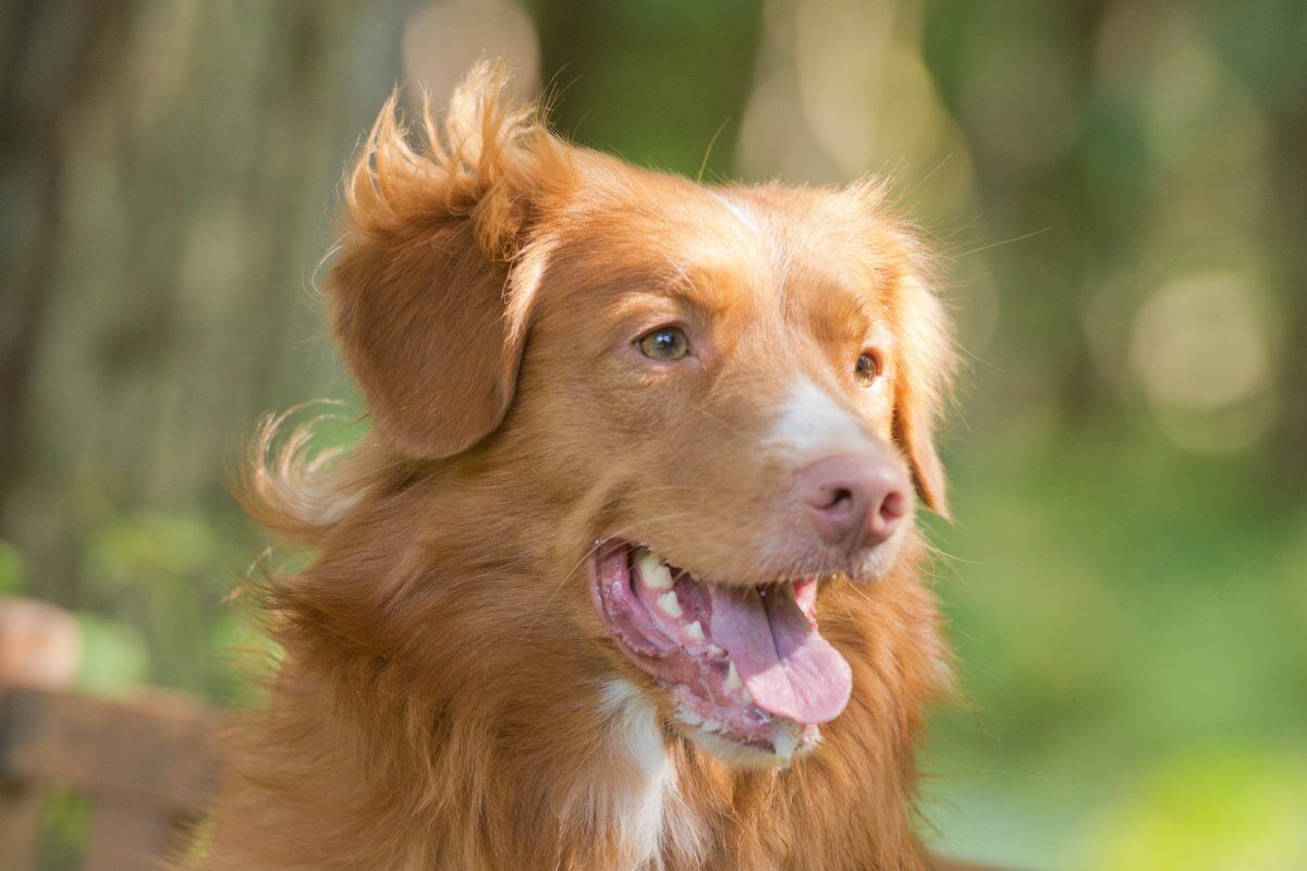 A close-up photo of a Nova Scotia Duck Tolling Retriever's head.