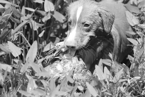 Find a Breeder or Rescue