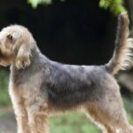 A photo of an Otterhound standing sideways.