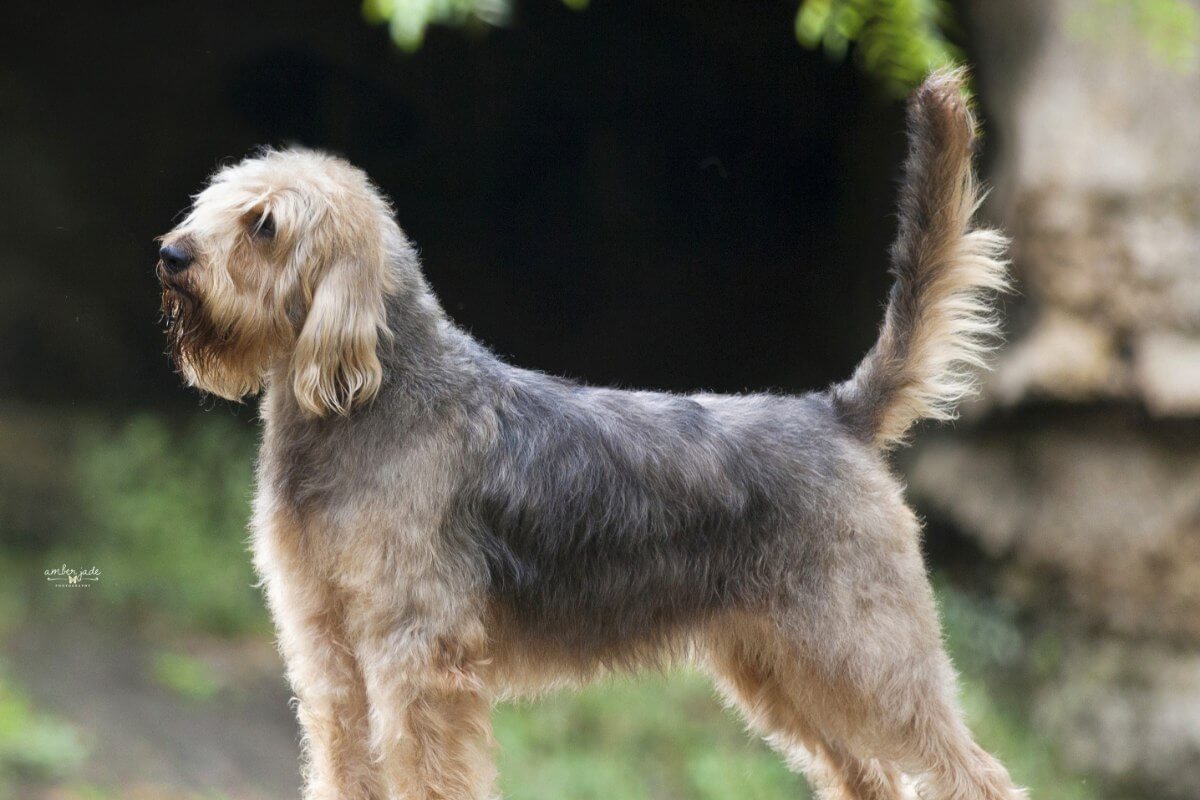 A photo of an Otterhound standing sideways.
