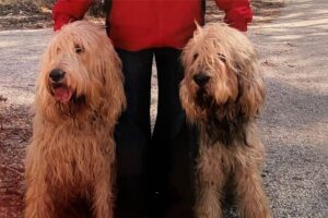 Otterhound