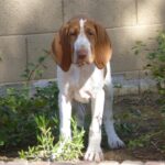 Bracco Italiano puppy.