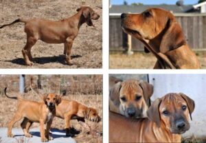 4 photos of Parnassus Rhodesian Ridgebacks combined in one