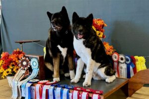 Performance Akitas