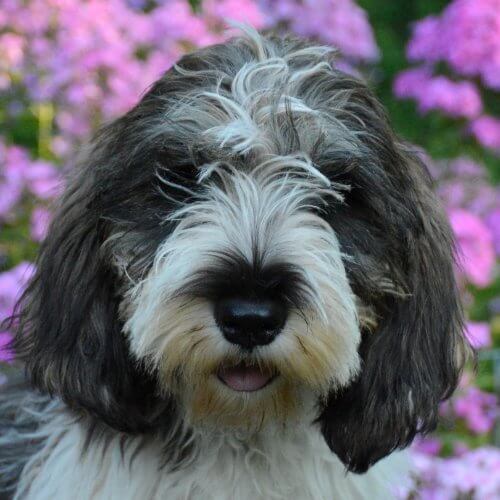 A close-up photo of a Petit Basset Griffon Vendeen's head.