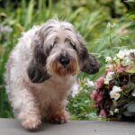 A photo of a Petit Basset Griffon Vendeen walking near flowers.
