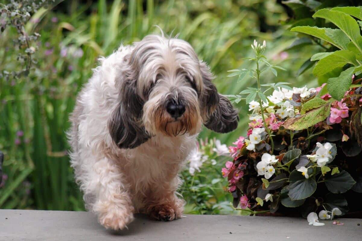 A photo of a Petit Basset Griffon Vendeen walking near flowers.