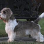 A photo of a Petit Basset Griffon Vendéen standing sideways.