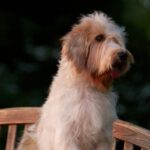 A photo of a Petit Basset Griffon Vendéen standing on a bench.