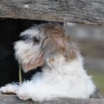 A photo of a Petit Basset Griffon Vendéen looking sideways.