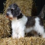 A photo of a Petit Basset Griffon Vendéen standing on hay.