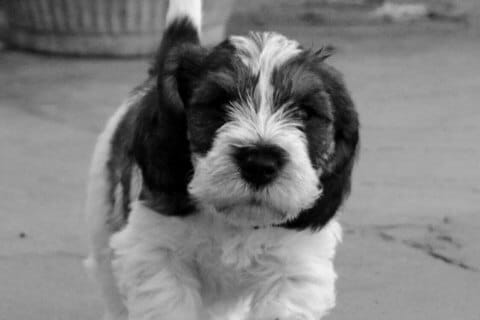 Find a Breeder or Rescue
