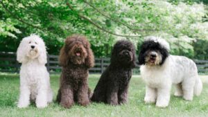 Barbet