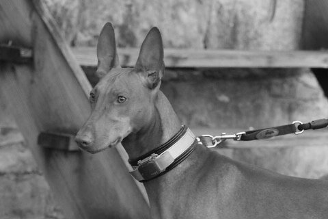  Find a Breeder or Rescue