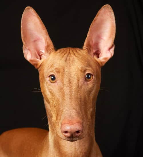 A close-up photo of a Pharaoh Hound's head.