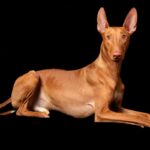 A photo of a Pharaoh Hound lying down.