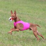 A photo of a Pharaoh Hound running.