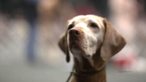 Close-up head photo of a Vizsla