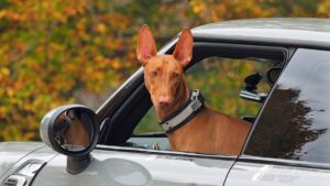 Pharaoh Hound