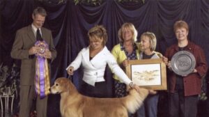 Golden Retriever at a dog show.