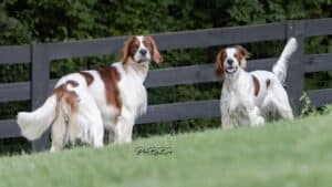 Irish Red and White Setter