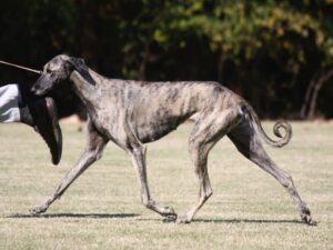 Side photo of a Sloughi dog