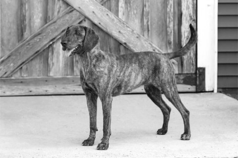 Find a Breeder or Rescue