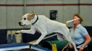 Pointer going over a ramp during Agility competition.