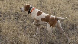 Pointer