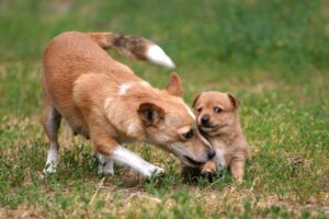 Portuguese Podengo Pequeno dog and puppy playing in the grass