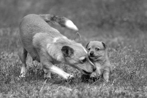 Find a Breeder or Rescue