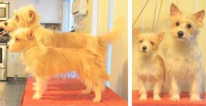 2 combined images of Portuguese Podengo Pequenos