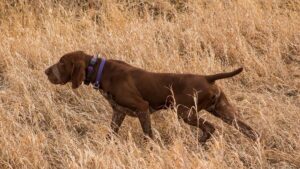 Bracco Italiano in the field.